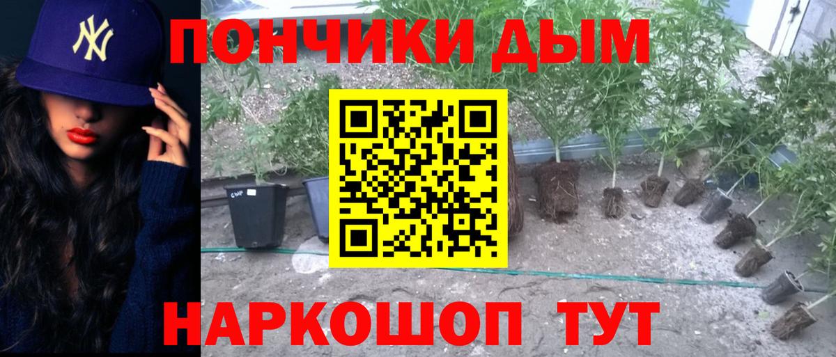 Канабис планчик Мурино